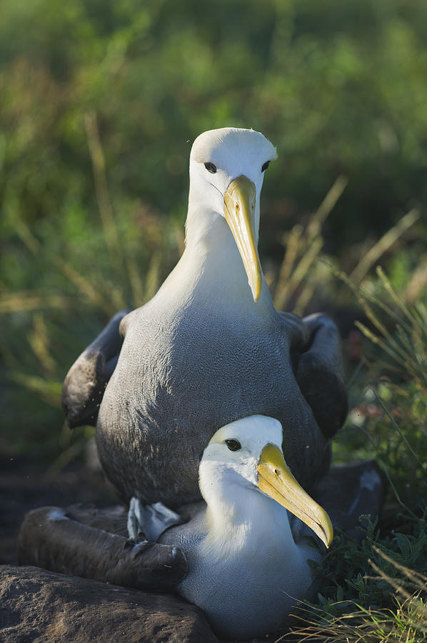 Waved Albatross Photograph - Waved albatross mate in Galapagos by Richard Berry Waved Albatross Photograph - Waved albatross mate in Galapagos by Richard Berry