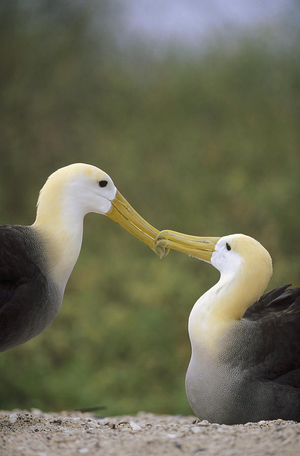 Waved Albatross Pair Bonding Galapagos Photograph by Tui De Roy