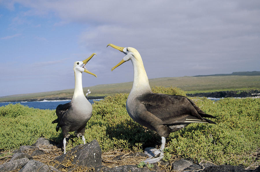 Waved Albatross Pair Courting Galapagos Photograph by Tui De Roy