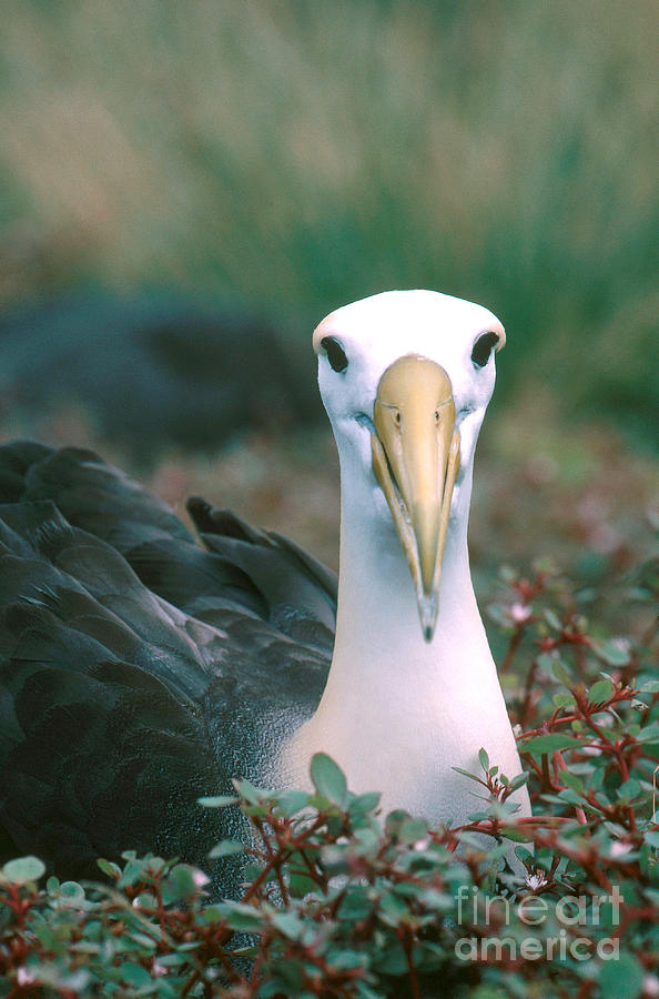 Waved Albatross Phoebastria Irrorata Photograph by Art Wolfe