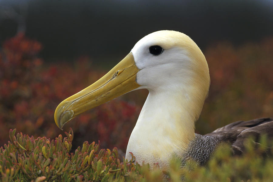 Waved Albatross Portrait Galapagos Photograph by Tui De Roy