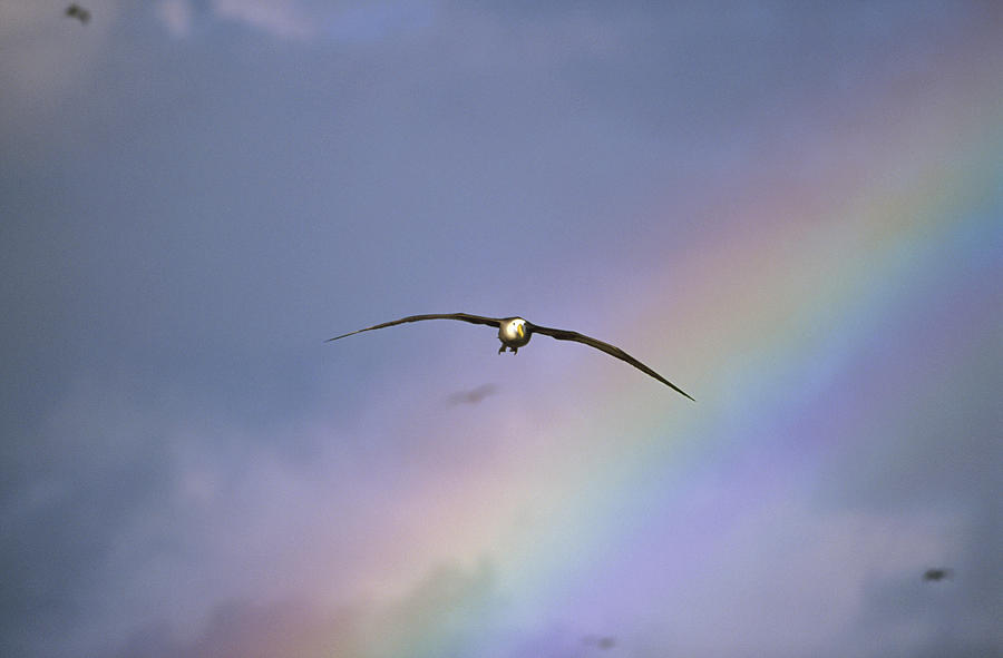 Waved Albatross Soaring Through Rainbow Photograph by Tui De Roy