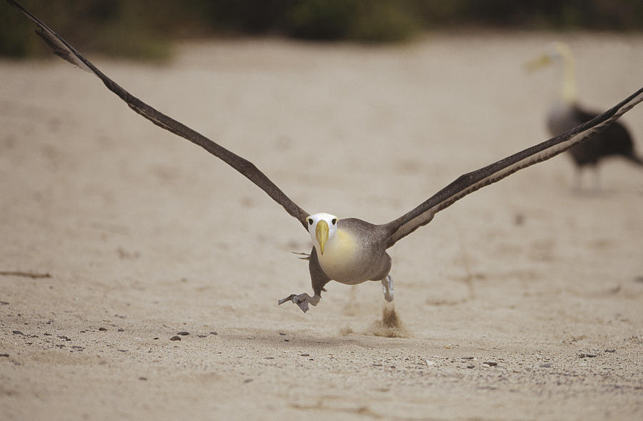 Waved Albatross Taking Off Galapagos Photograph by Tui De Roy