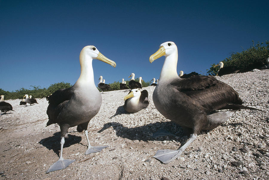 Waved Albatrossed On Nesting Grounds Photograph by Tui De Roy
