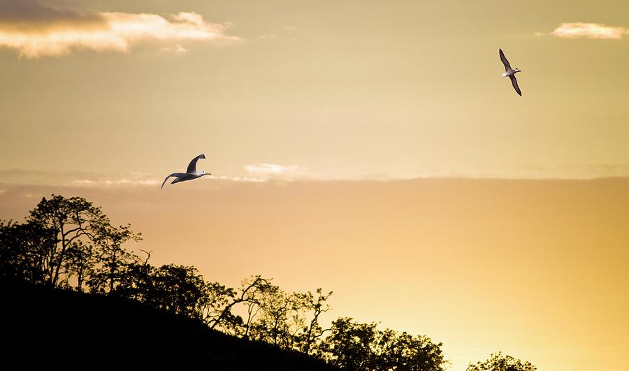 Waved Albatrosses Flying At Sunset Photograph by Steve Allen/science ...