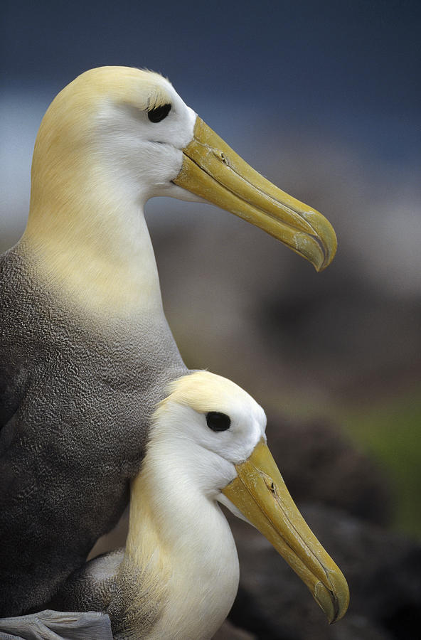 Waved Albatrosses Mating Galapagos Photograph by Tui De Roy