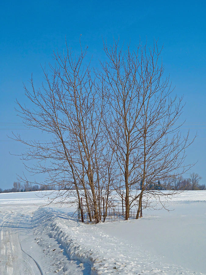 Waverly Winter Blues Photograph by Robert Meyers-Lussier