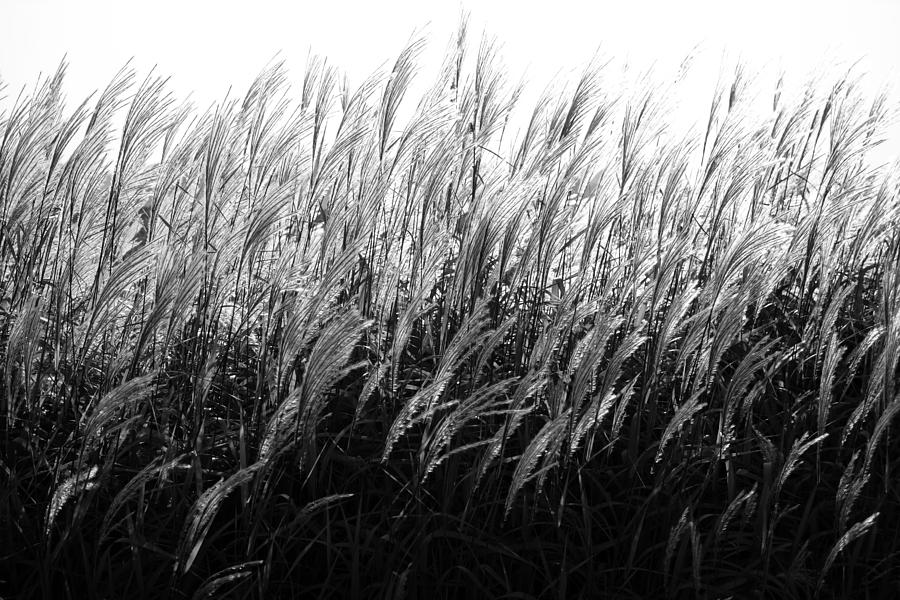 Waves of Grass by Rural America Scenics Waves of Grass by Rural America Scenics
