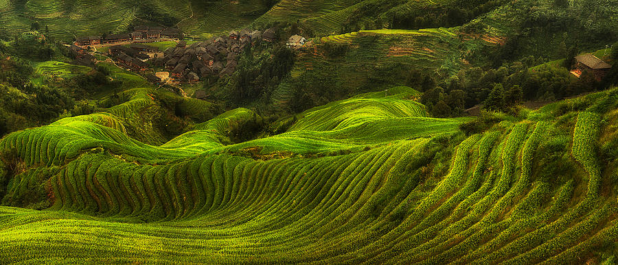 Dragon Photograph - Waves Of Rice - The Dragons Backbone by Max Witjes