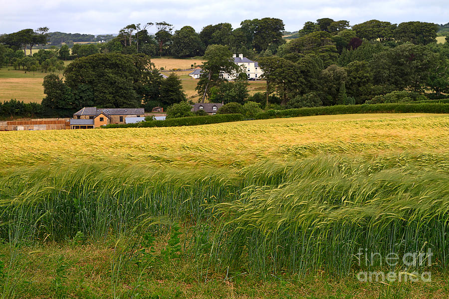 Landscape Photograph - Waving Field of Grain by Louise Heusinkveld