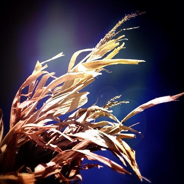 Waving Wheat --- Check Out More Of My Photograph by Mark David Gerson