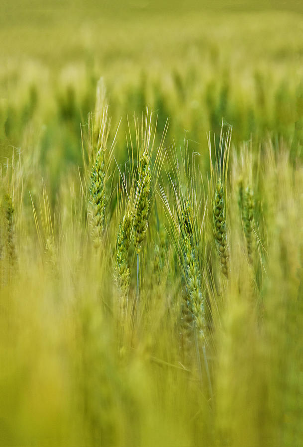 Waving Wheat Photograph by Skip Hunt