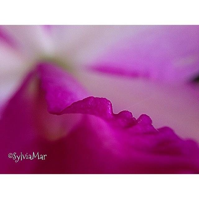 Wavy Orchid Petal Photograph by Sylvia Martinez