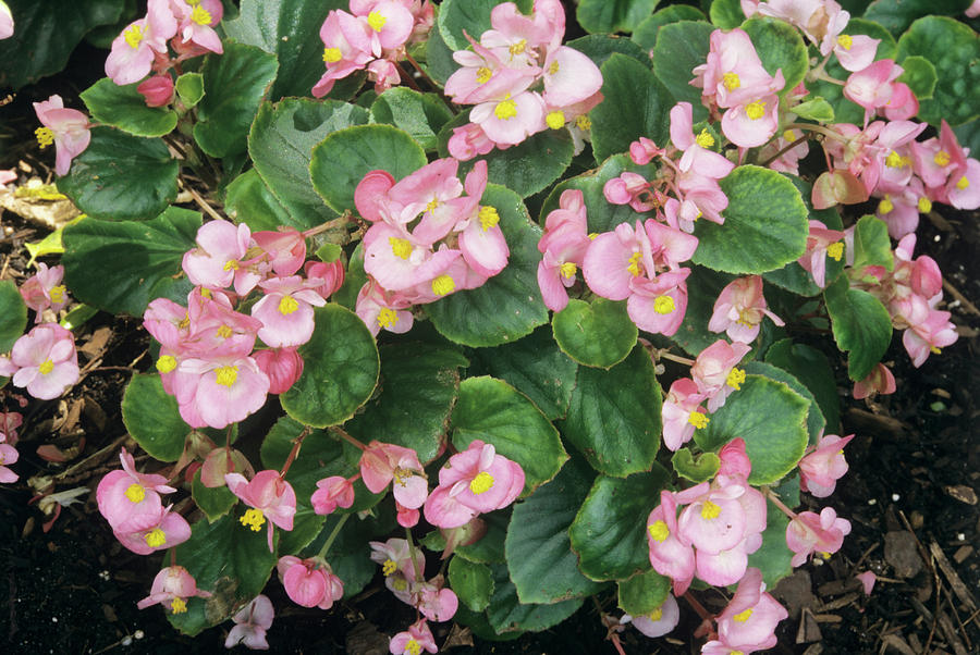 begonia semperflorens pink