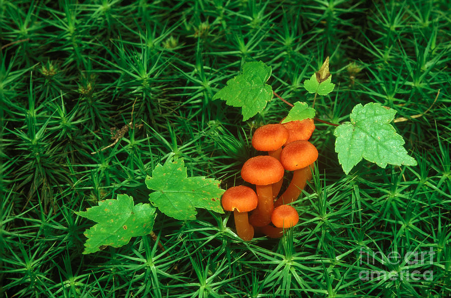 Mushroom Photograph - Wax Cap Fungi by Jeff Lepore
