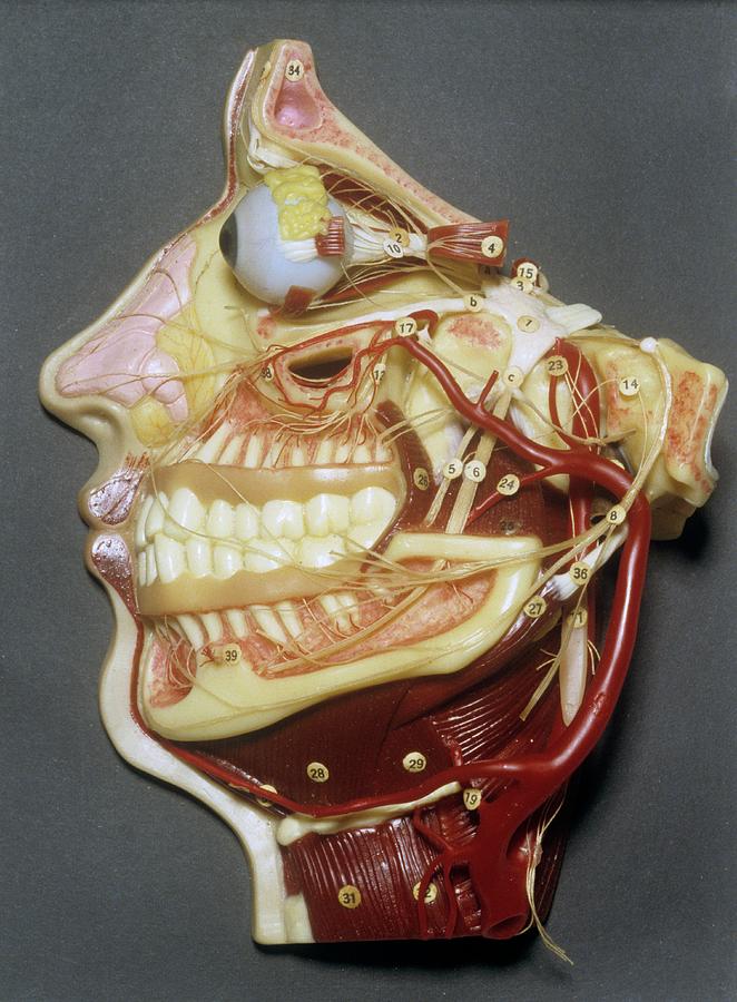 Still Life Photograph - Wax Model Of Face by Science Photo Library
