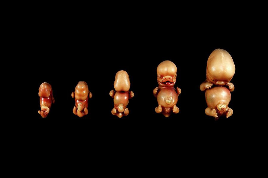 Anatomical Model Photograph - Wax Models Of Human Foetal Development by Gregory Davies
