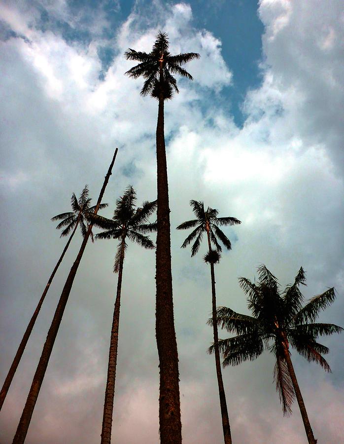 Tree Photograph - Wax Palm Trees Colombia by Michelle Eshleman