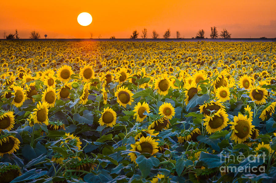 Waxahachie Sunflowers Photograph by Inge Johnsson