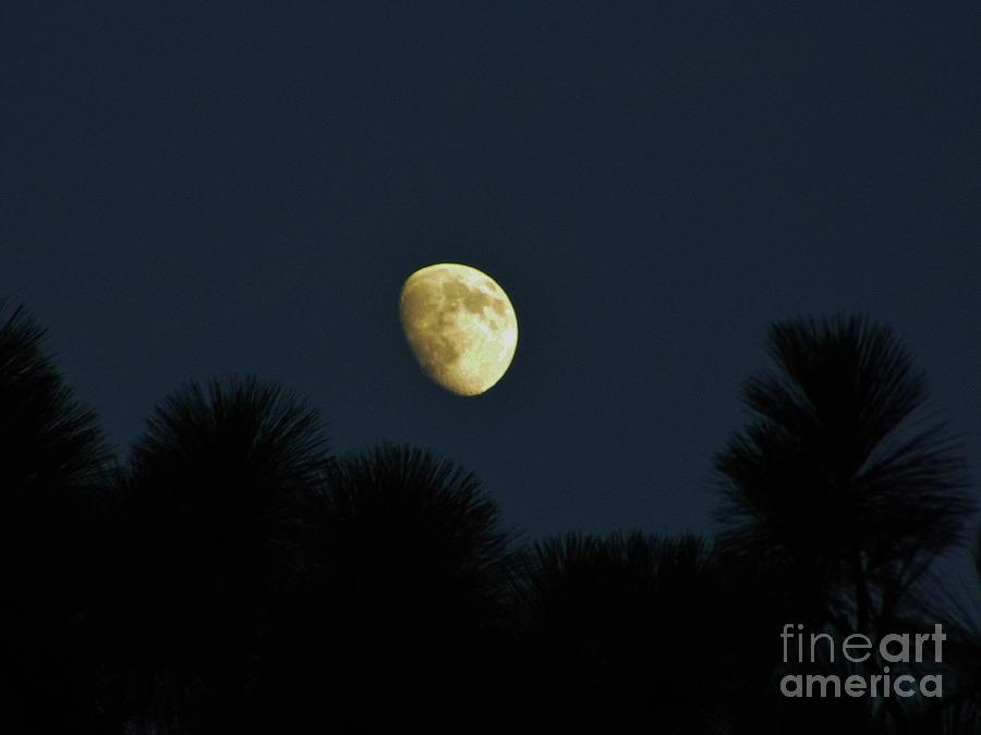 Waxing Moon Over Florida Photograph by D Hackett
