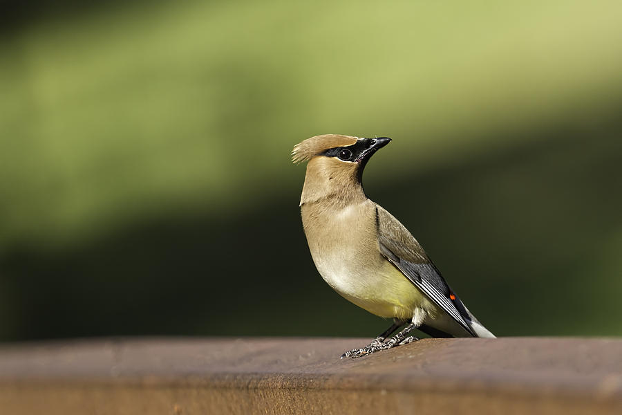 Waxwing at the Park Photograph by Thomas Young
