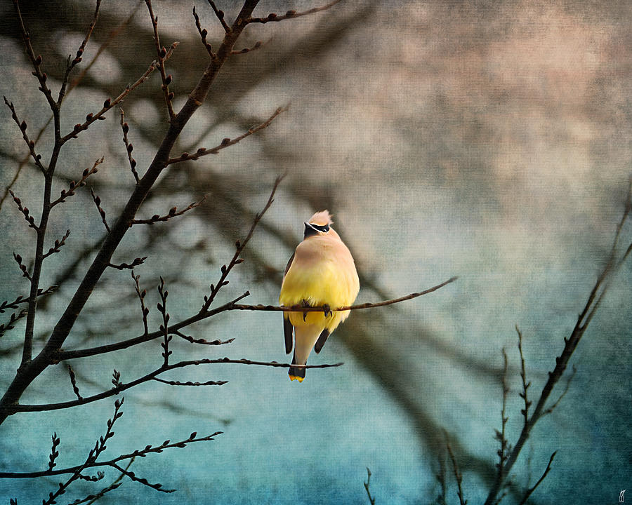 Bird Photograph - Waxwing at Winter Sunset by Jai Johnson