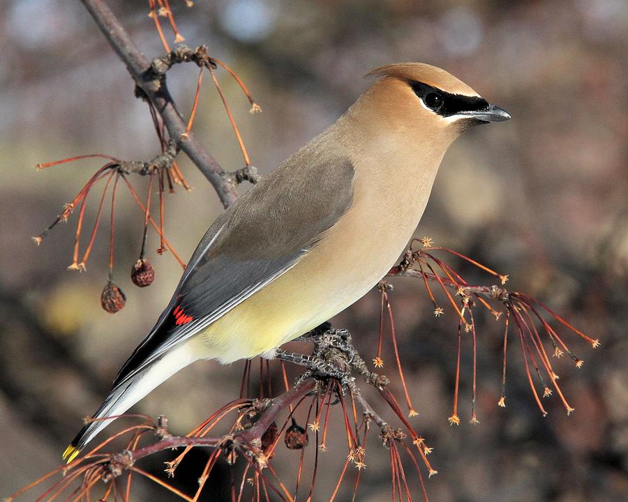 Waxwing beauty Photograph by Doris Potter