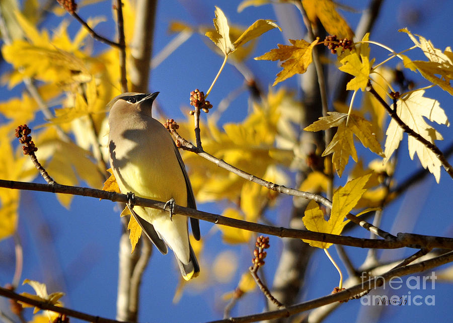 Waxwing Beauty Photograph by Nava Thompson