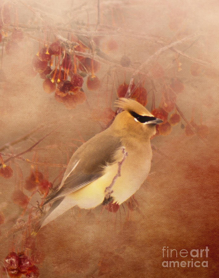 Waxwing Buffet Photograph by Pam  Holdsworth