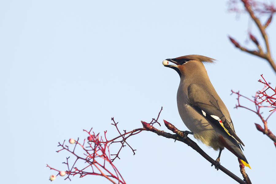 Waxwing  Photograph by Chris Smith