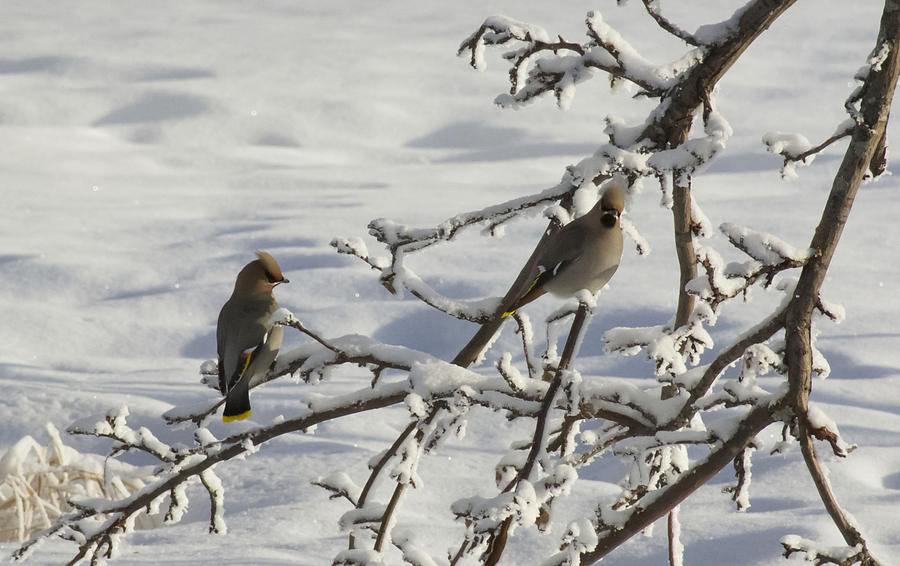 Waxwing Couple Photograph by Ellery Russell
