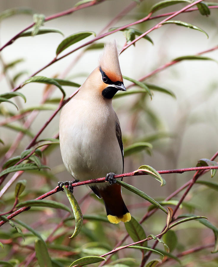 Waxwing Photograph by Grant Glendinning