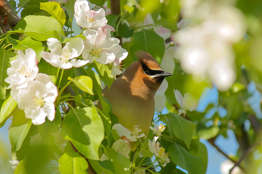 Waxwing in Hiding Photograph by Penny Meyers