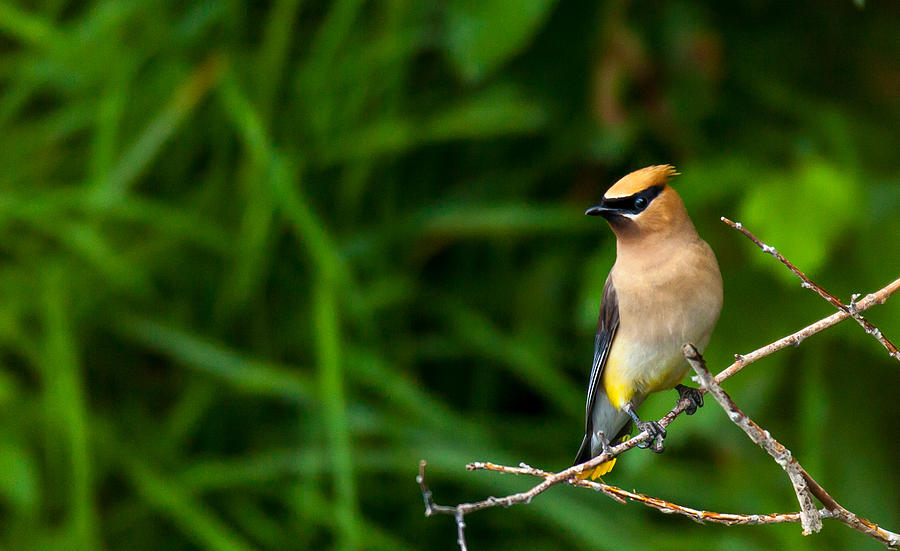 Waxwing Photograph by Kevin Dietrich