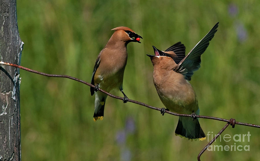 Waxwing Love.. Photograph by Nina Stavlund