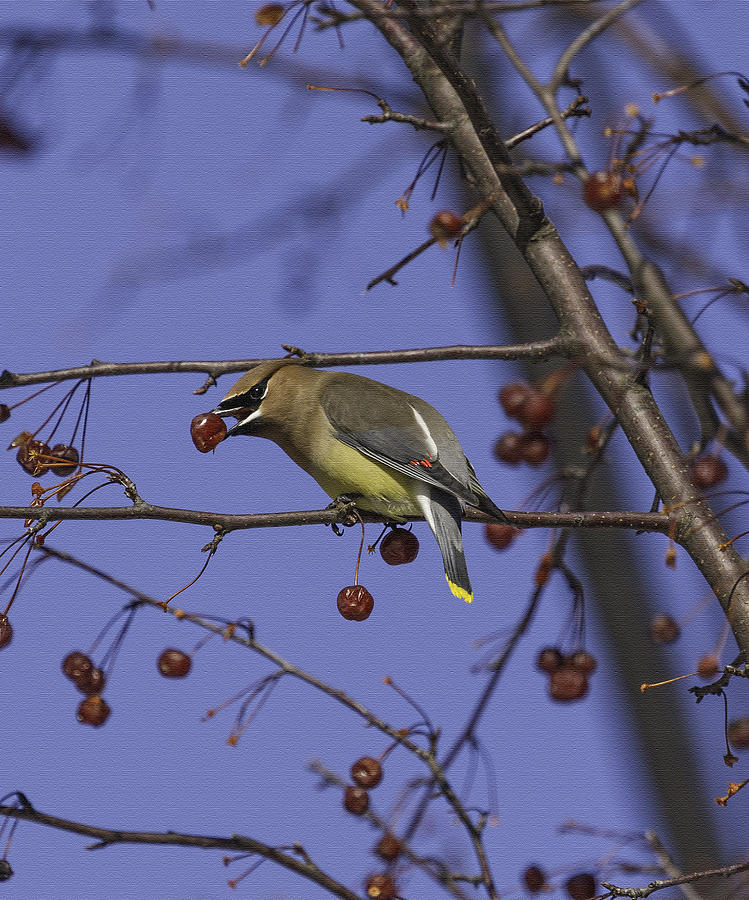 Waxwing On Canvas Photograph by Thomas Young