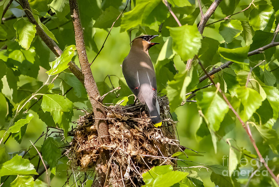 Waxwing On The Nest Photograph