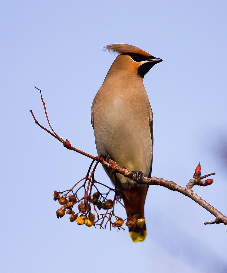 Waxwing Photograph by Paul Scoullar