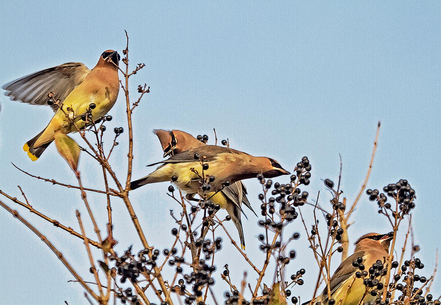 Waxwings And Berries Photograph by Constantine Gregory