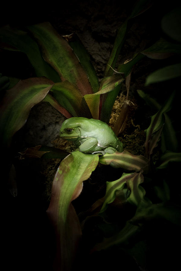 Nature Photograph - Waxy Monkey Frog by Her Arts Desire