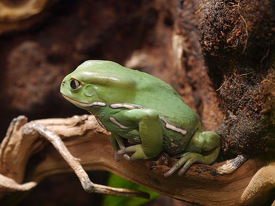 Waxy Monkey Frog Photograph by Richard Reeve