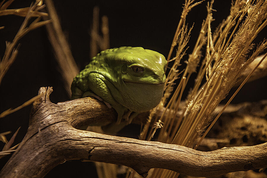 Waxy Monkey Tree Frog Photograph by Garry Gay