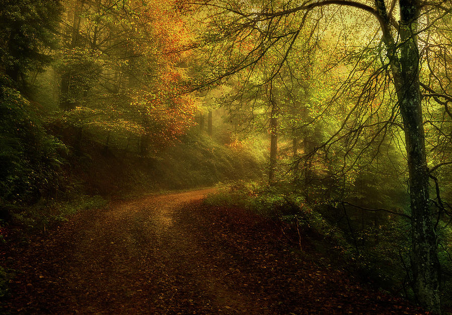 Fall Photograph - Way In Autumn by Fran Osuna