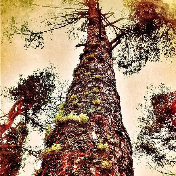 Nature Photograph - Way Up The Sky by Deb Maciver