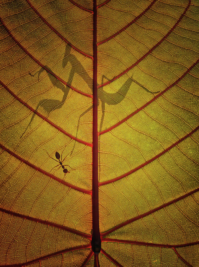 Ant Photograph - Wayang by Dedy Gunawan