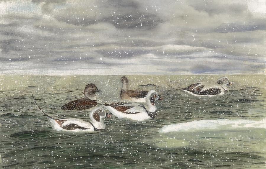 Sea Ducks Painting - Wayfarers from the Arctic Night - Long-tailed Ducks in a Snow Squall by Tanya  Beyer