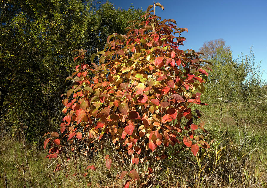 Nature Photograph - Wayfaring Tree (viburnum Lantana) by Bob Gibbons/science Photo Library