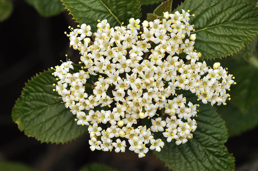 Wayfaring tree (Viburnum lantana) Photograph by Science Photo Library ...