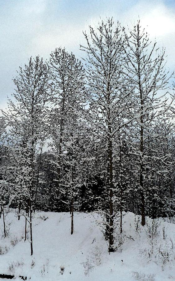 Winter Photograph - WC Winter Trees A by Nicki Bennett