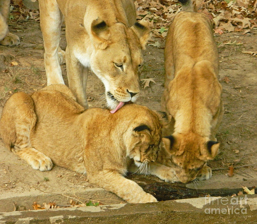 We Are Family - Lioness And Cubs Photograph by Emmy Vickers